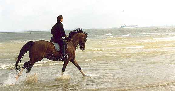 Galopp am Strand