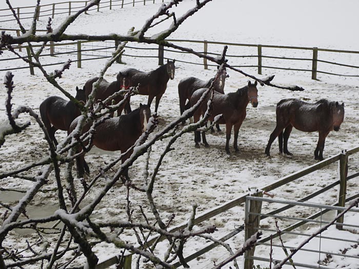 Pferde im Schnee