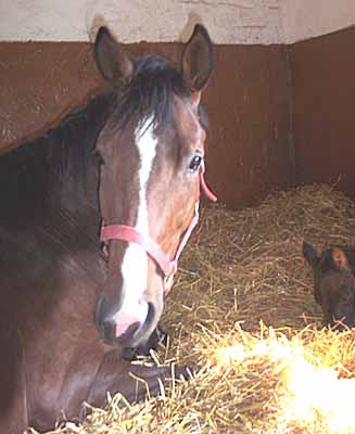 Tiramisu im März 2004